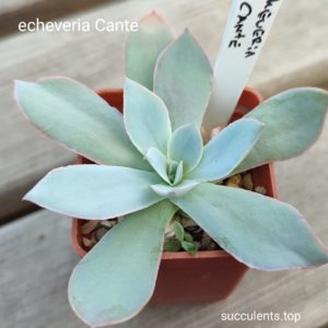 echeveria cante