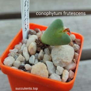 conophytum frutescens