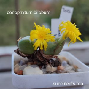 conophytum bilobum