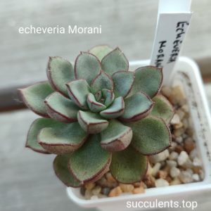 echeveria morani