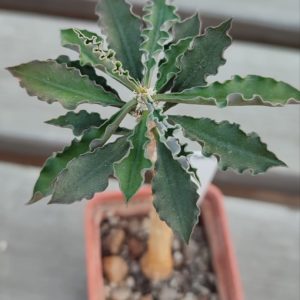euphorbia capsaintemariensis