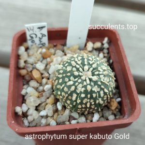 astrophytum super kabuto gold