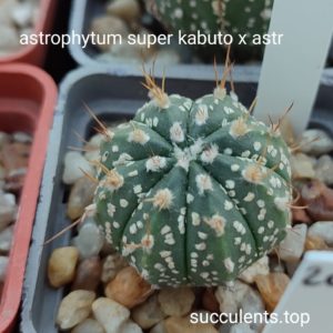 astrophytum super kabuto x astr