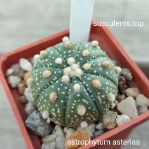 astrophytum asterias