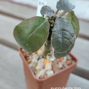 dorstenia foetida