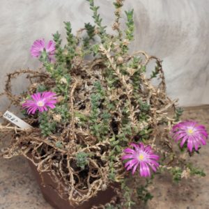 4805 Trichodiadema bulbosum весь горшик