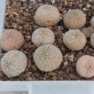 Pseudolithos eyliensis -s