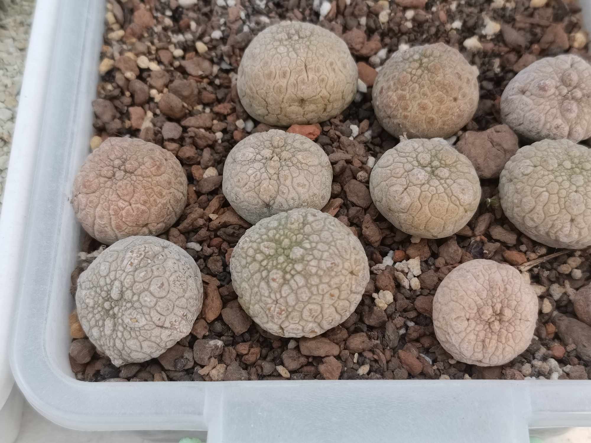 Pseudolithos eyliensis -s