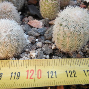 Echinocereus pectinatus - Ascension, NL.- bright pink spines - MG -