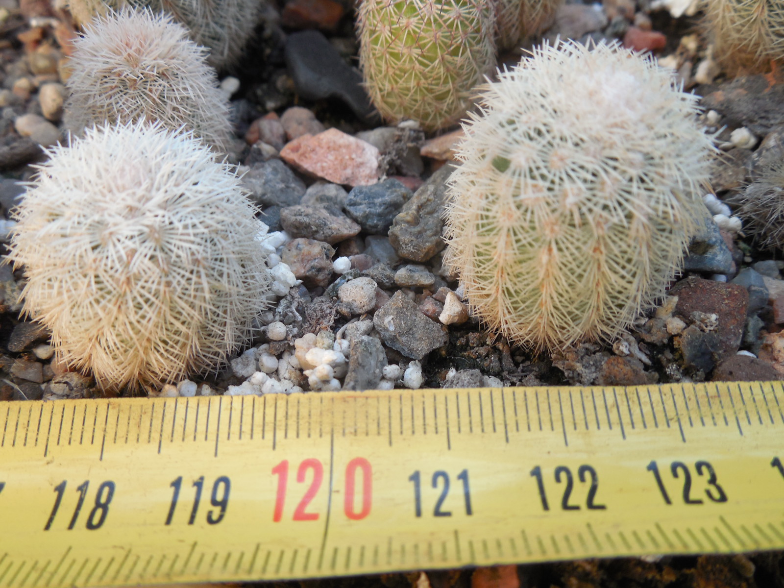 Echinocereus pectinatus - Ascension, NL.- bright pink spines - MG -