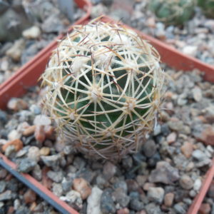 Coryphantha radians