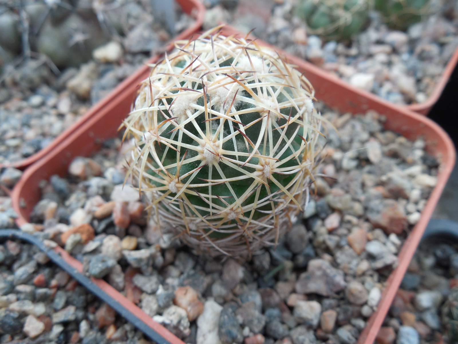 Coryphantha radians