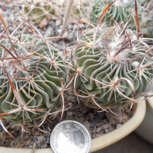 Efc erectocentrus MK 121.391 - Tecolotes, Zacatecas, long.sp. - MG -