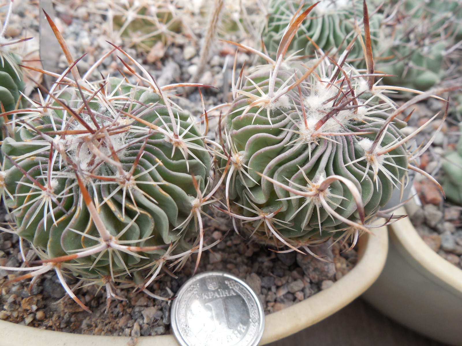 Efc erectocentrus MK 121.391 - Tecolotes, Zacatecas, long.sp. - MG -