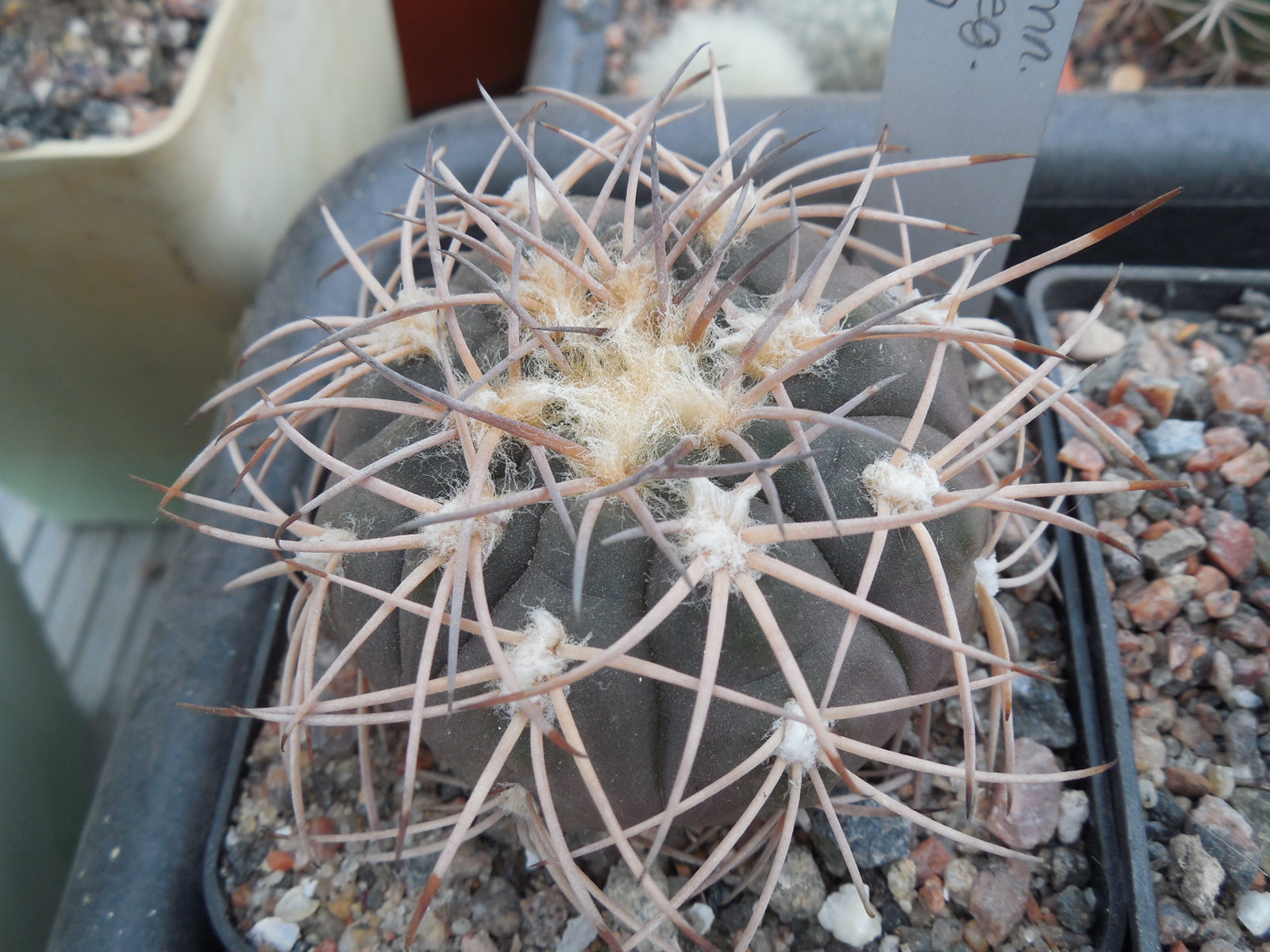 Gymnocalycium spegazzinii - v. punilense