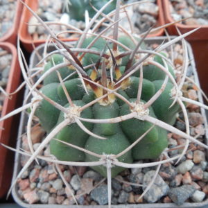 Gymnocalycium hybopleurum - v. ferox