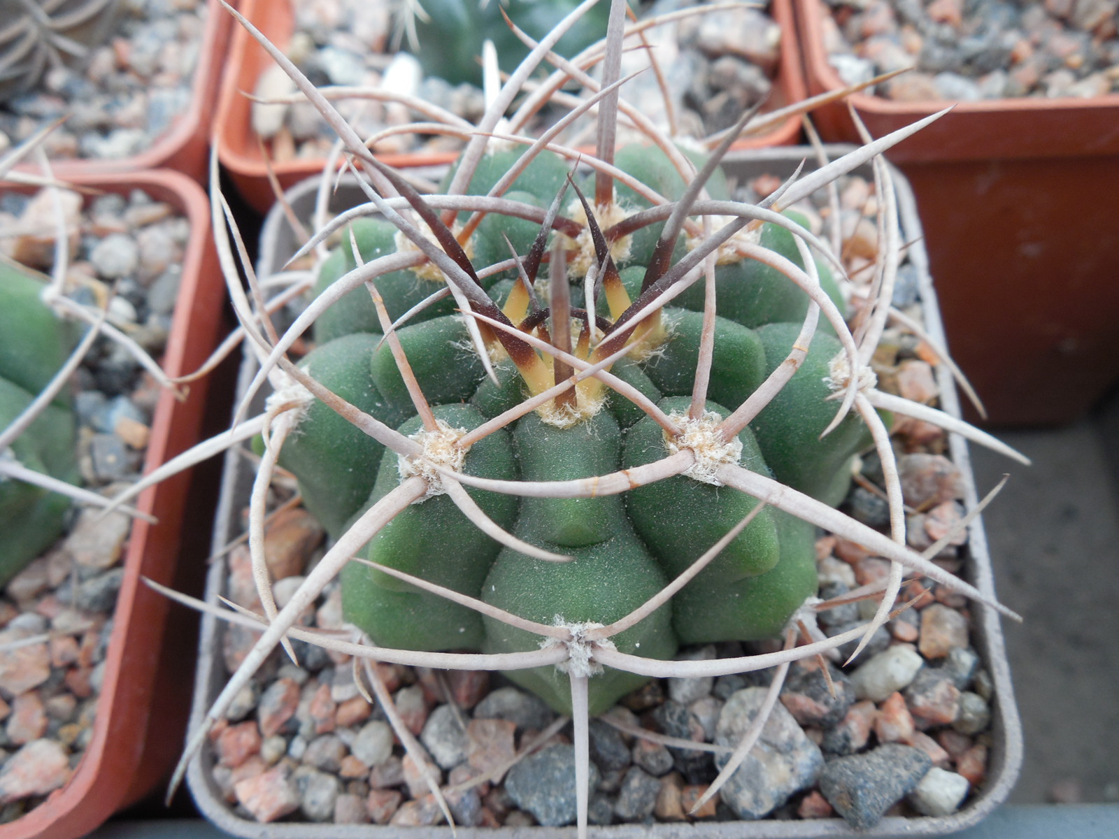 Gymnocalycium hybopleurum - v. ferox