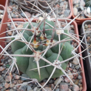 Gymnocalycium hybopleurum - v. ferox