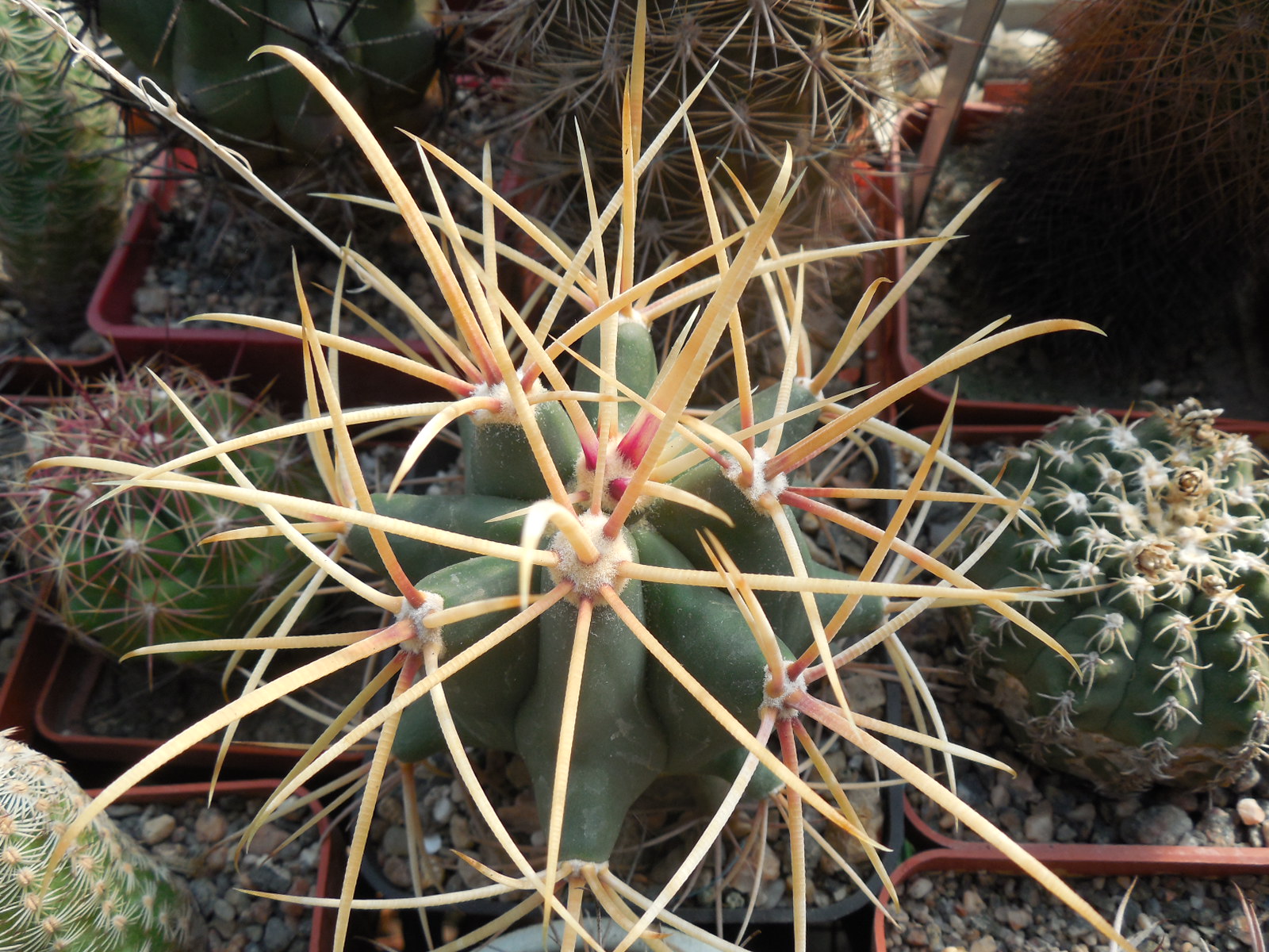 Ferocactus cylindraceus - v. eastwodiae RP 74 - Superior, Az.  - MG - відбір -