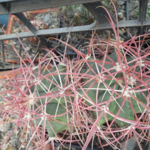 Ferocactus acanthodes - Pima Co. - Piltz -