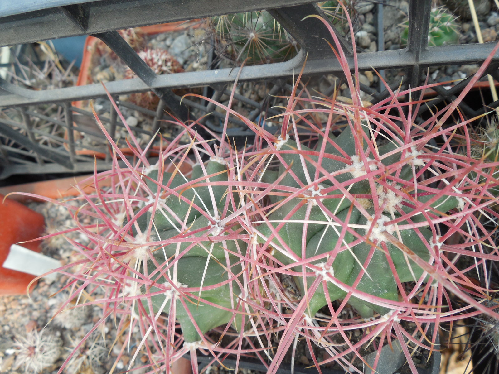Ferocactus acanthodes - Pima Co. - Piltz -