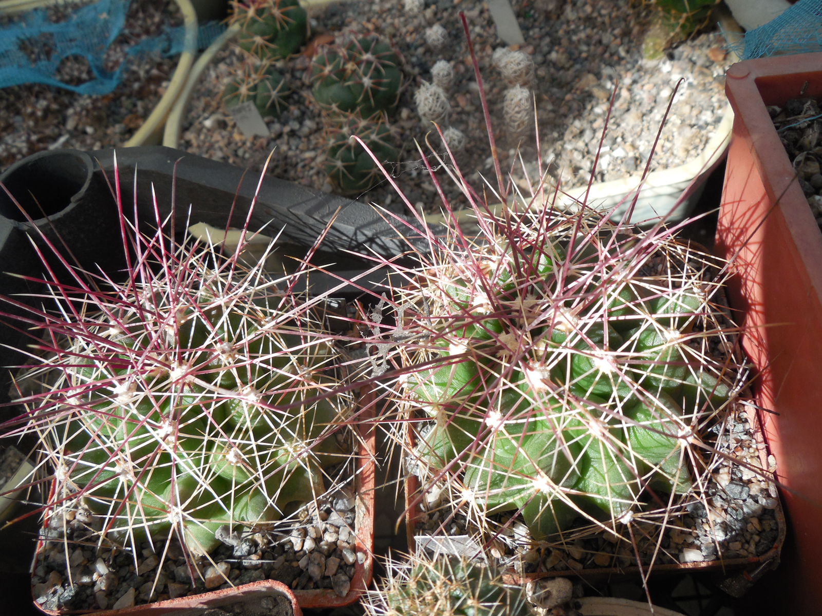Ferocactus hamatacanthus  - Koehres -