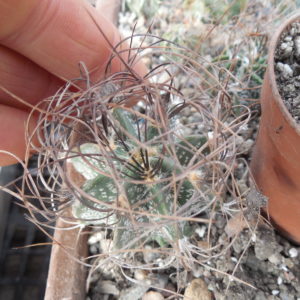 Astrophytum capricorne - v.minor SB 1171 - MG -