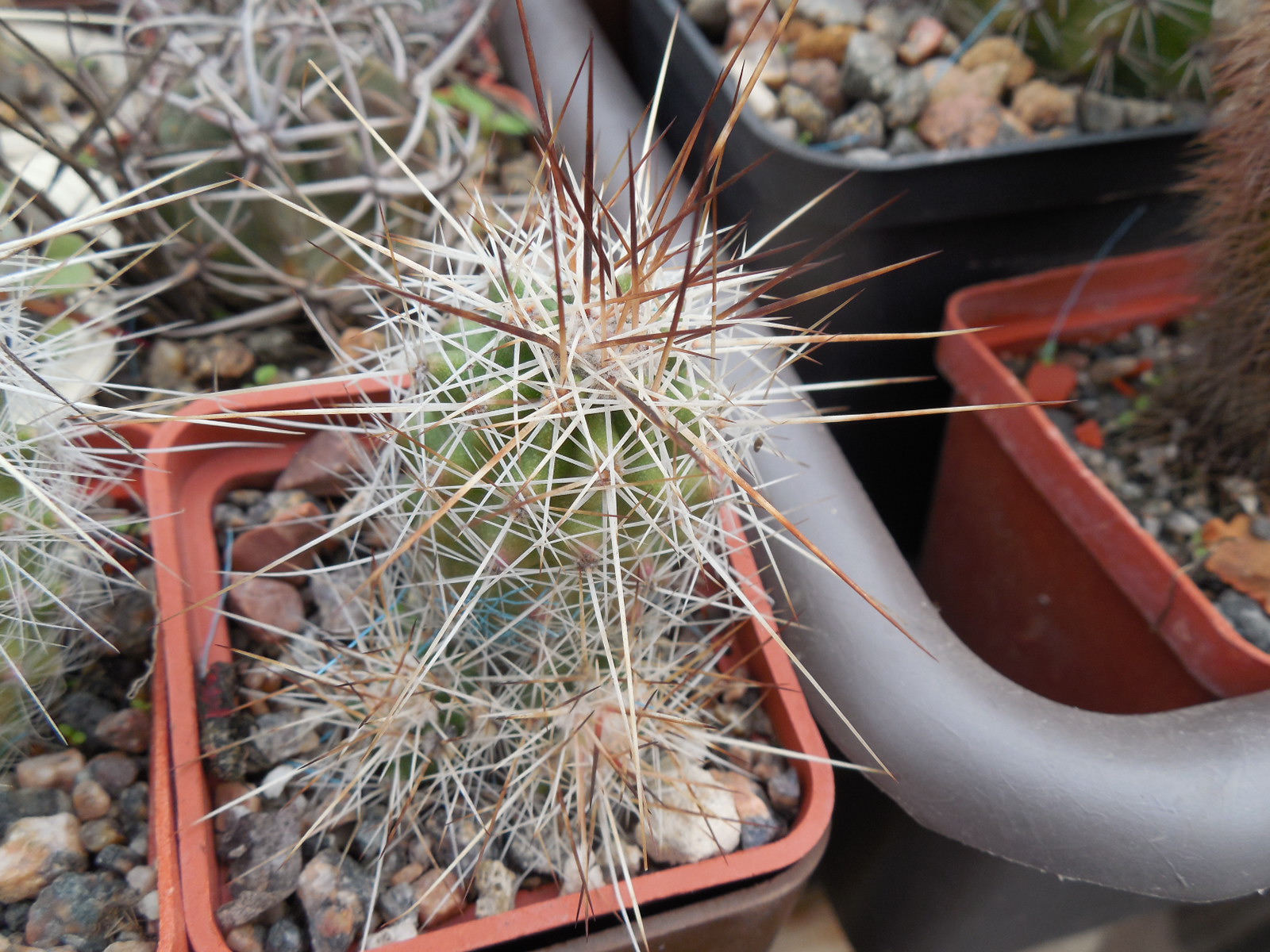 Echinocereus stramineus - v. ocidentalis PP 1531 - Ejido Lusio Blanco, Coah - PP -