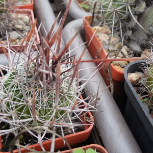 Echinofossulocactus  lloydii - довгі голки, селекція, відбір