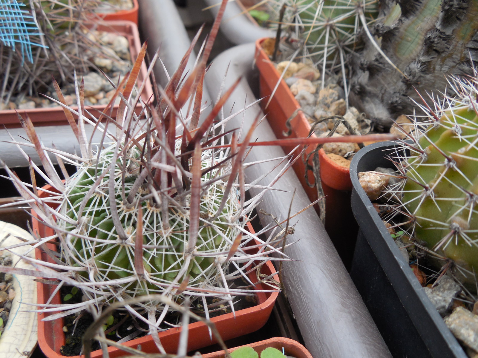 Echinofossulocactus  lloydii - довгі голки, селекція, відбір