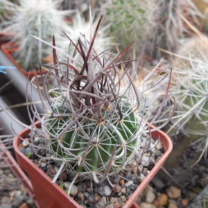 Echinofossulocactus  lloydii - довгі голки, селекція, відбір