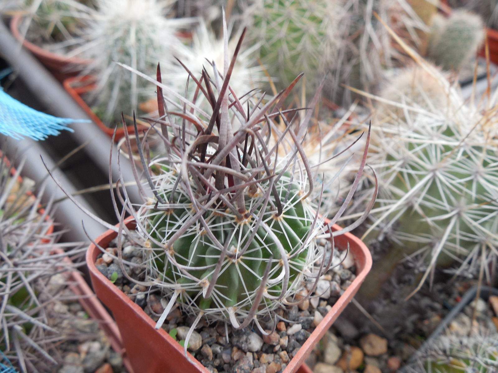 Echinofossulocactus  lloydii - довгі голки, селекція, відбір