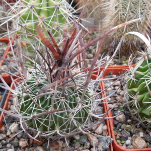 Echinofossulocactus  lloydii - довгі голки, селекція, відбір