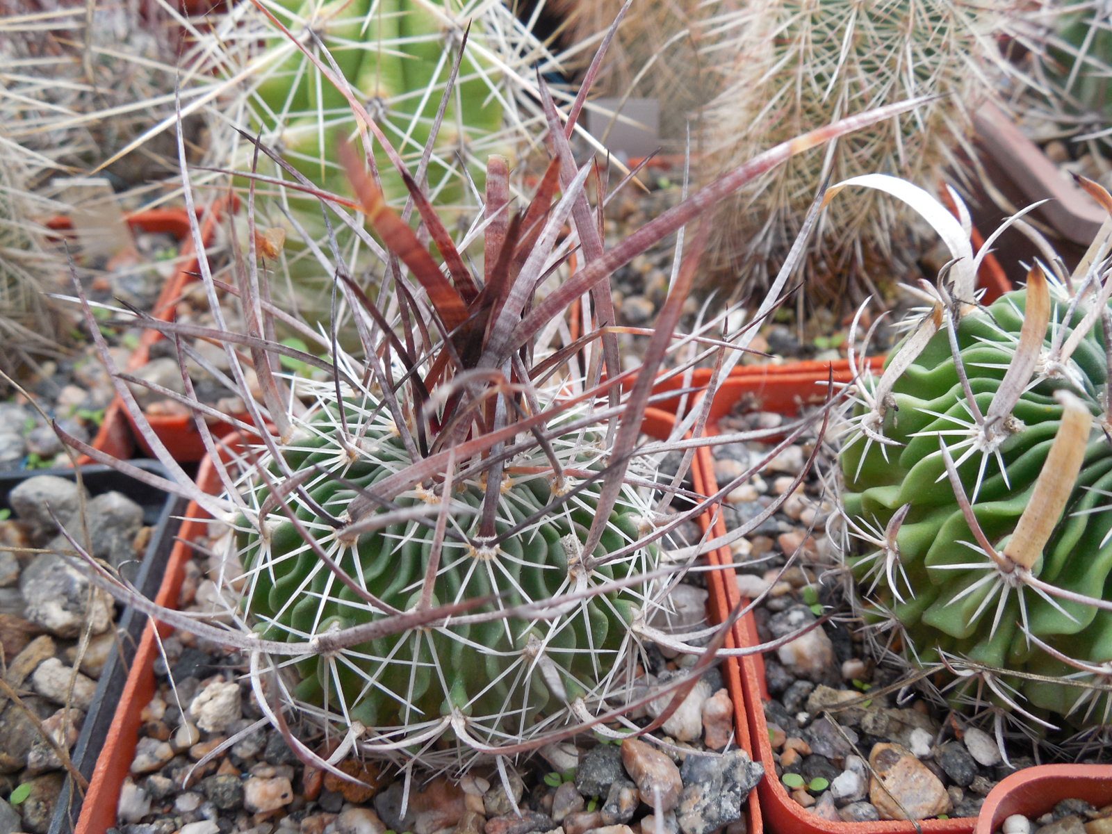 Echinofossulocactus  lloydii - довгі голки, селекція, відбір