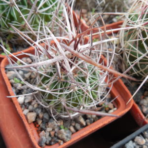 Echinofossulocactus  lloydii - довгі голки, селекція, відбір