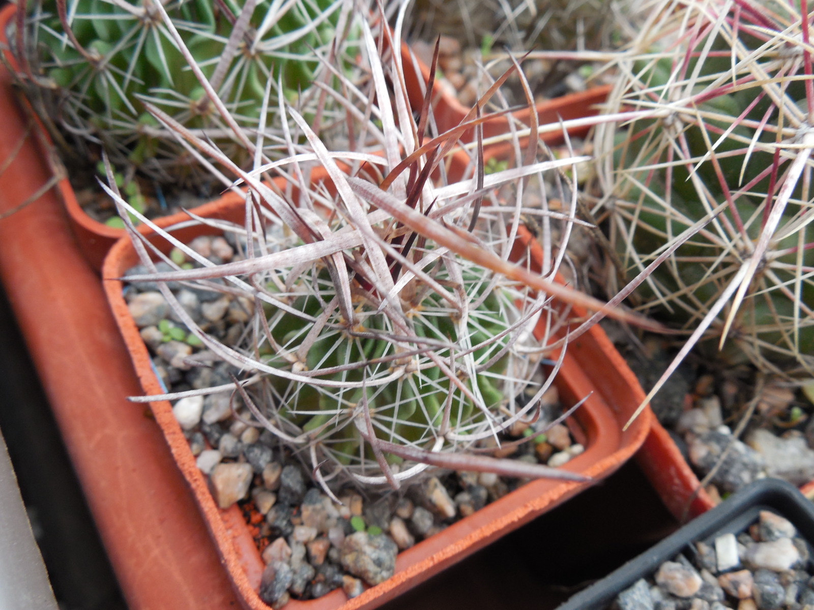 Echinofossulocactus  lloydii - довгі голки, селекція, відбір
