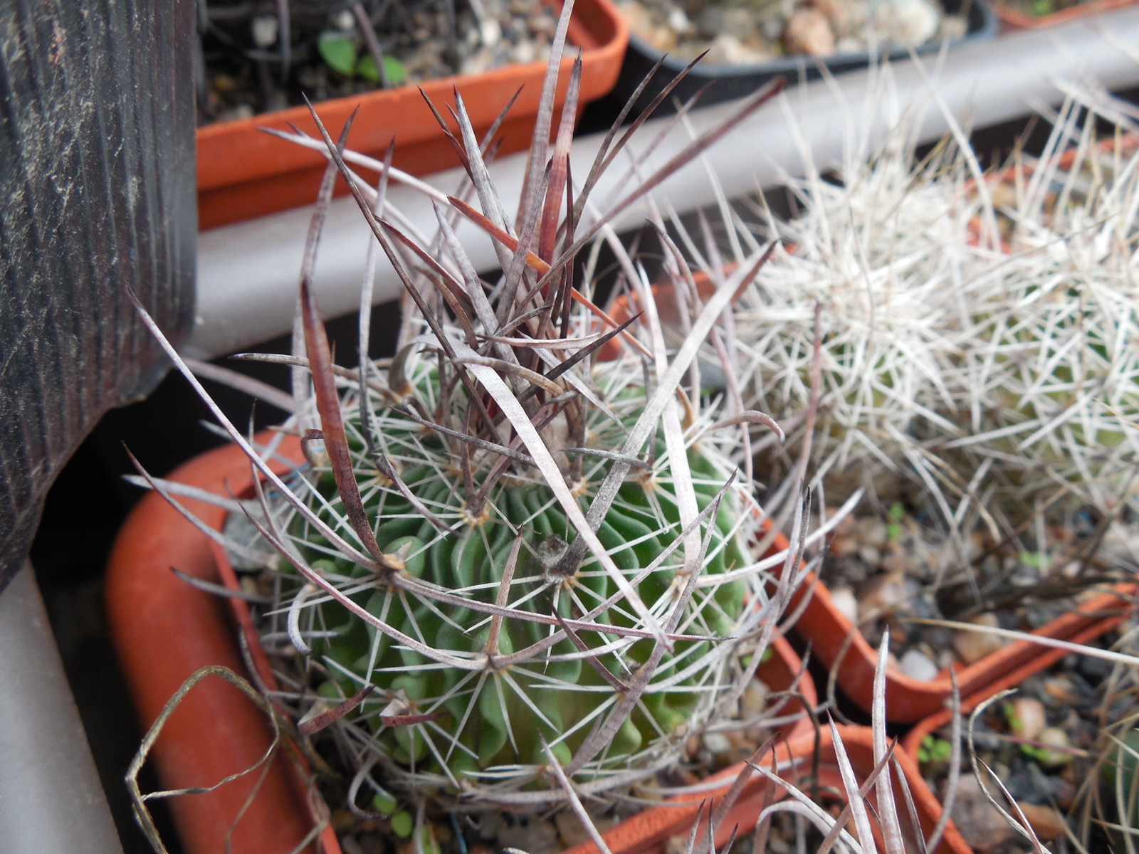 Echinofossulocactus  lloydii - довгі голки, селекція, відбір