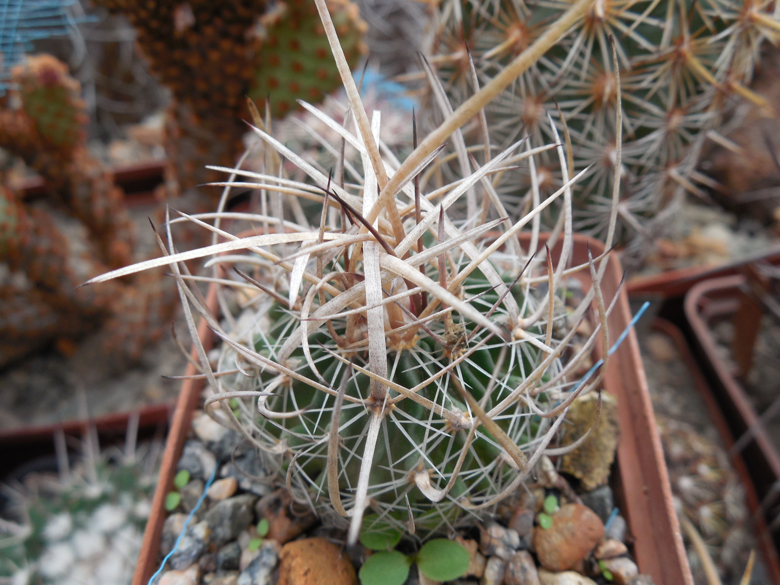 Echinofossulocactus  lloydii - довгі голки, селекція, відбір