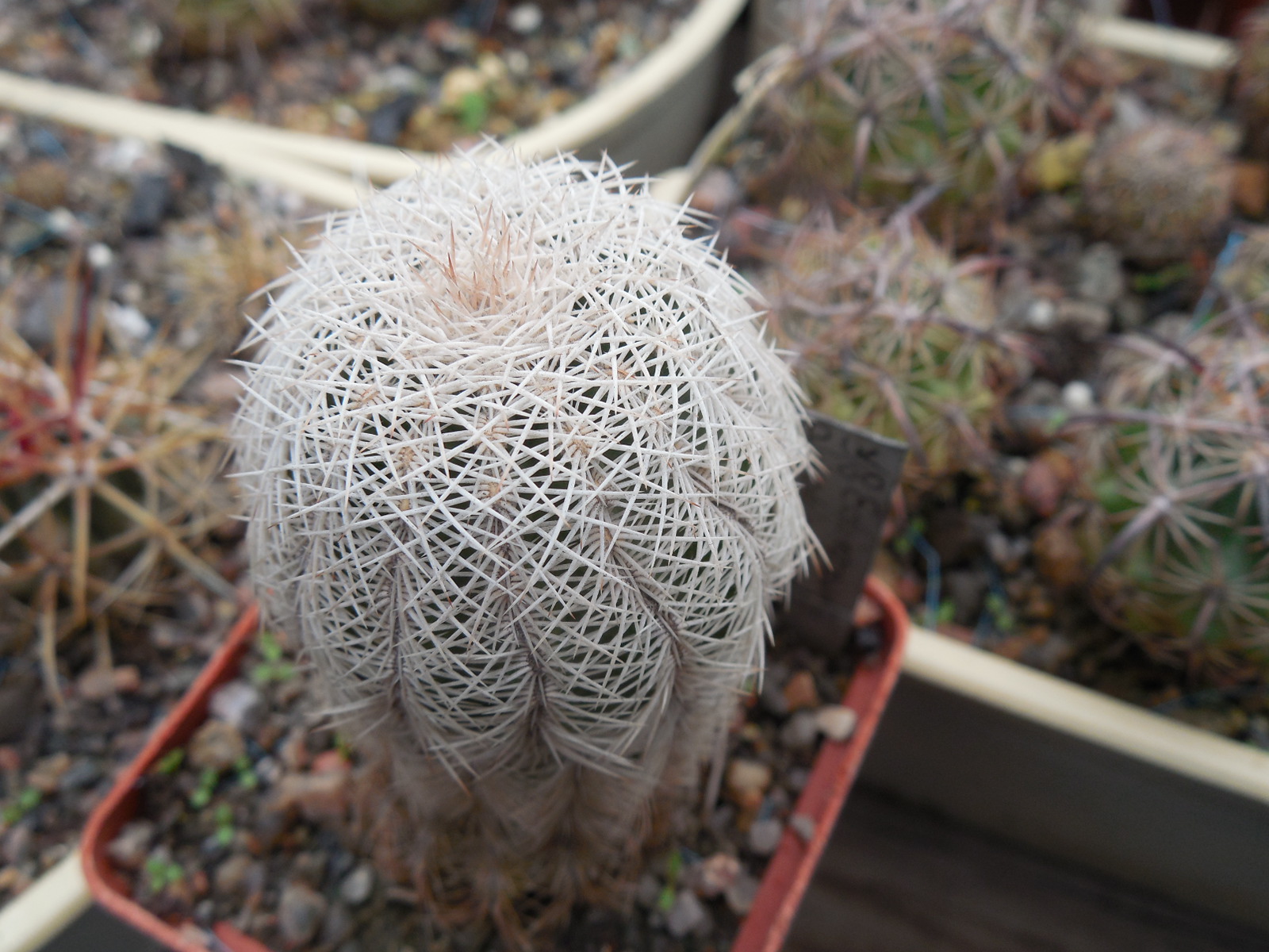 Echinocereus oklahomensis - Piltz -