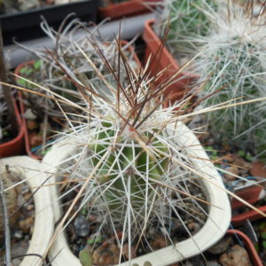 Echinocereus stramineus - v. ocidentalis PP 1531 - Ejido Lusio Blanco, Coah - PP -
