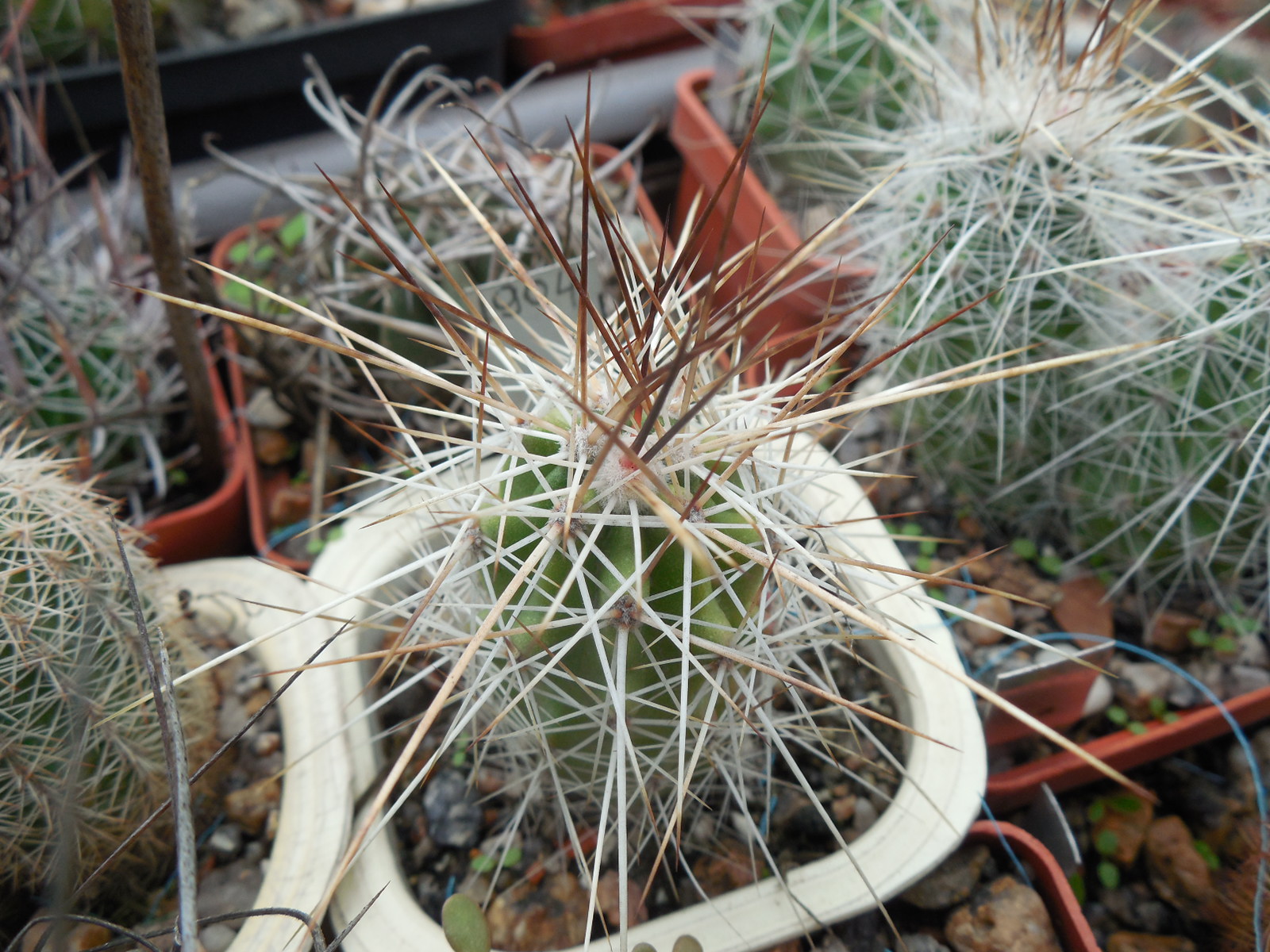 Echinocereus stramineus - v. ocidentalis PP 1531 - Ejido Lusio Blanco, Coah - PP -