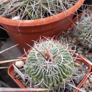 Efc erectocentrus MK 121.391 - Tecolotes, Zacatecas, long.sp. - MG -