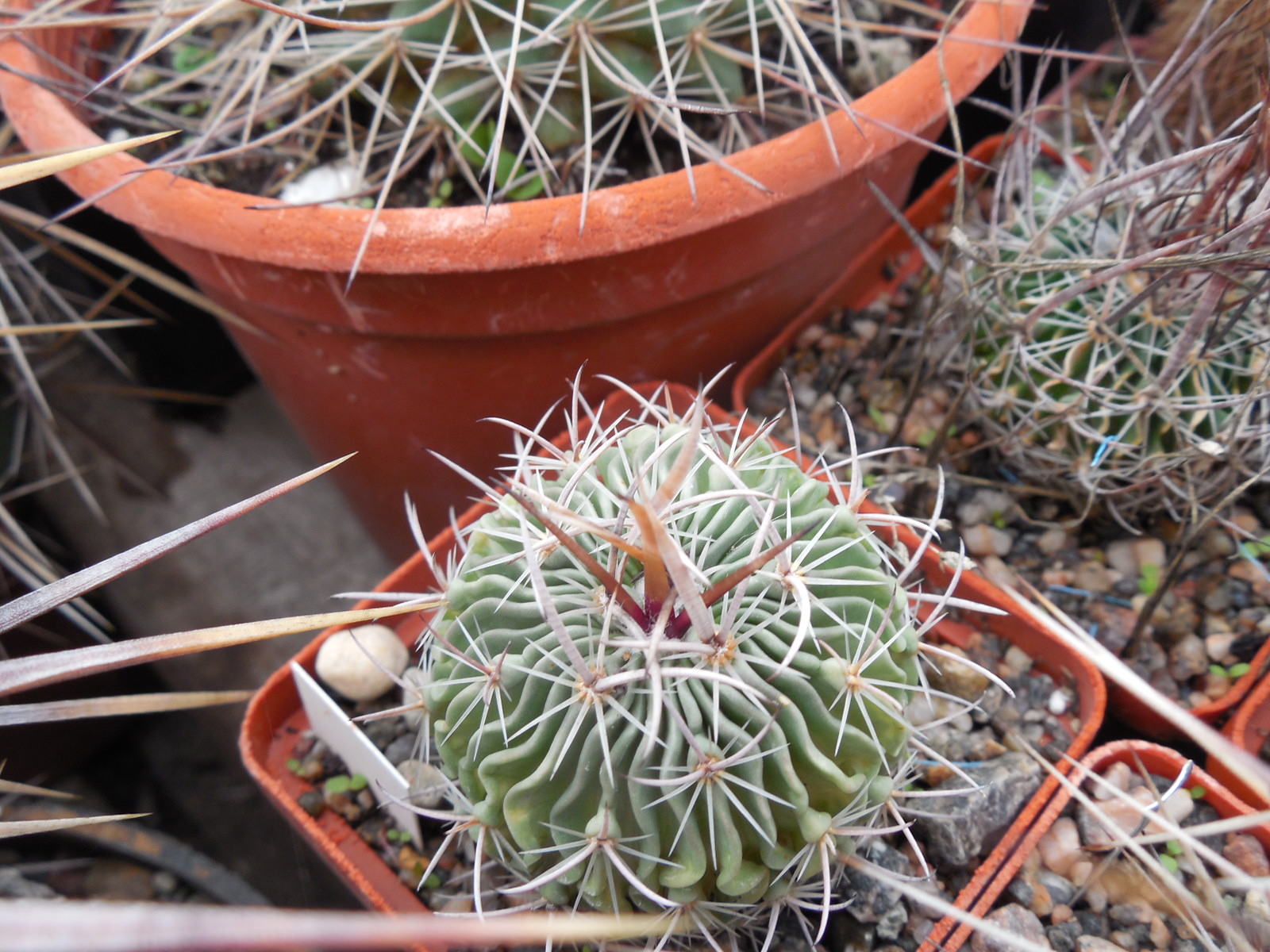 Efc erectocentrus MK 121.391 - Tecolotes, Zacatecas, long.sp. - MG -