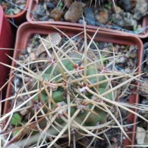 Gymnocalycium multiflorum - v. albispinum - відбір -