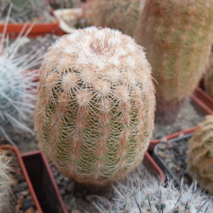 Echinocereus reichenbachii L 1394 - Llera Tam.  MG