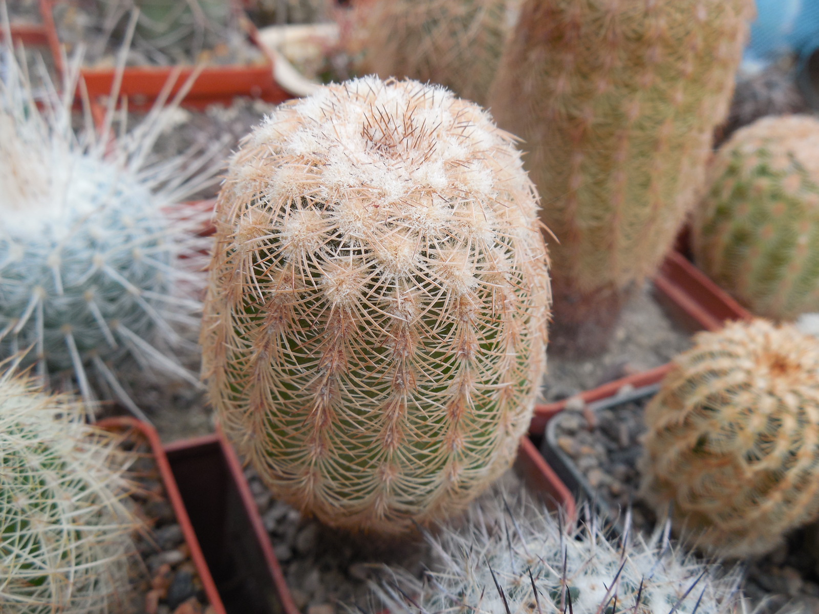 Echinocereus reichenbachii L 1394 - Llera Tam. MG