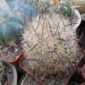 Echinomastus unguispinus  GL 607 - s Jimenez, Chih. MG - not grafted -
