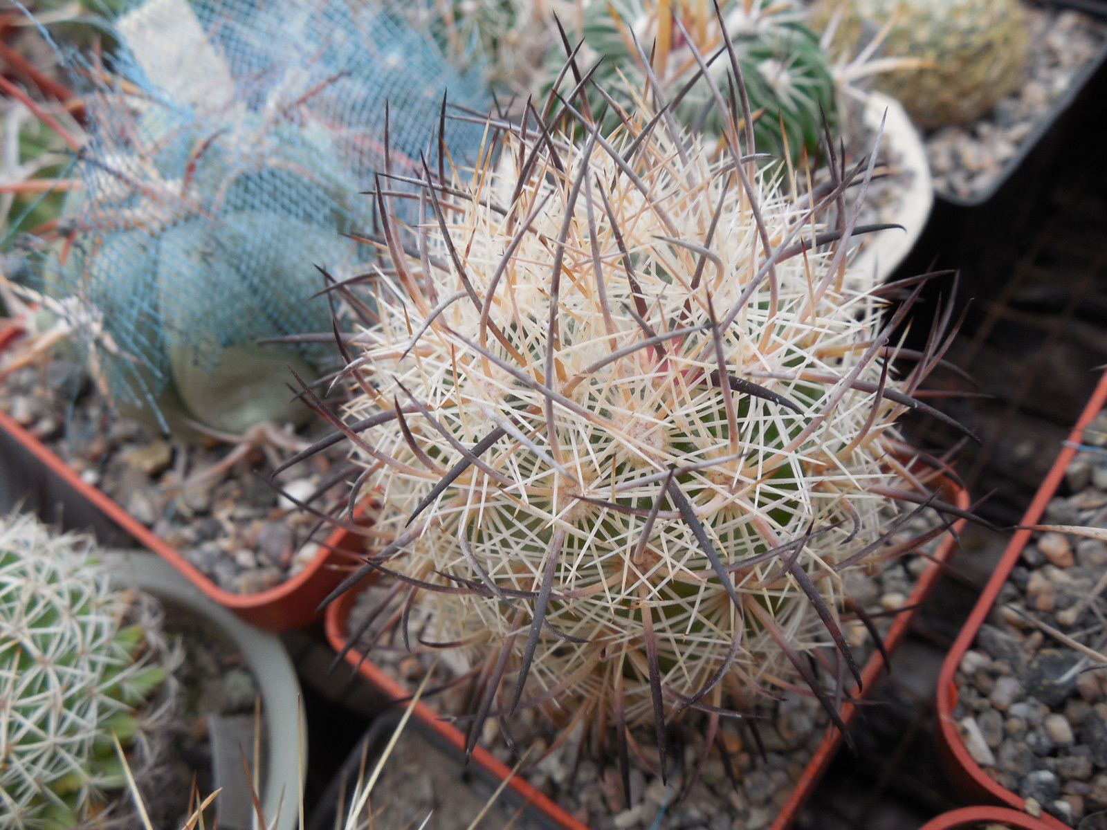 Echinomastus unguispinus  GL 607 - s Jimenez, Chih. MG - not grafted -