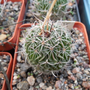 Efc erectocentrus MK 121.391 - Tecolotes, Zacatecas, long.sp. - MG -