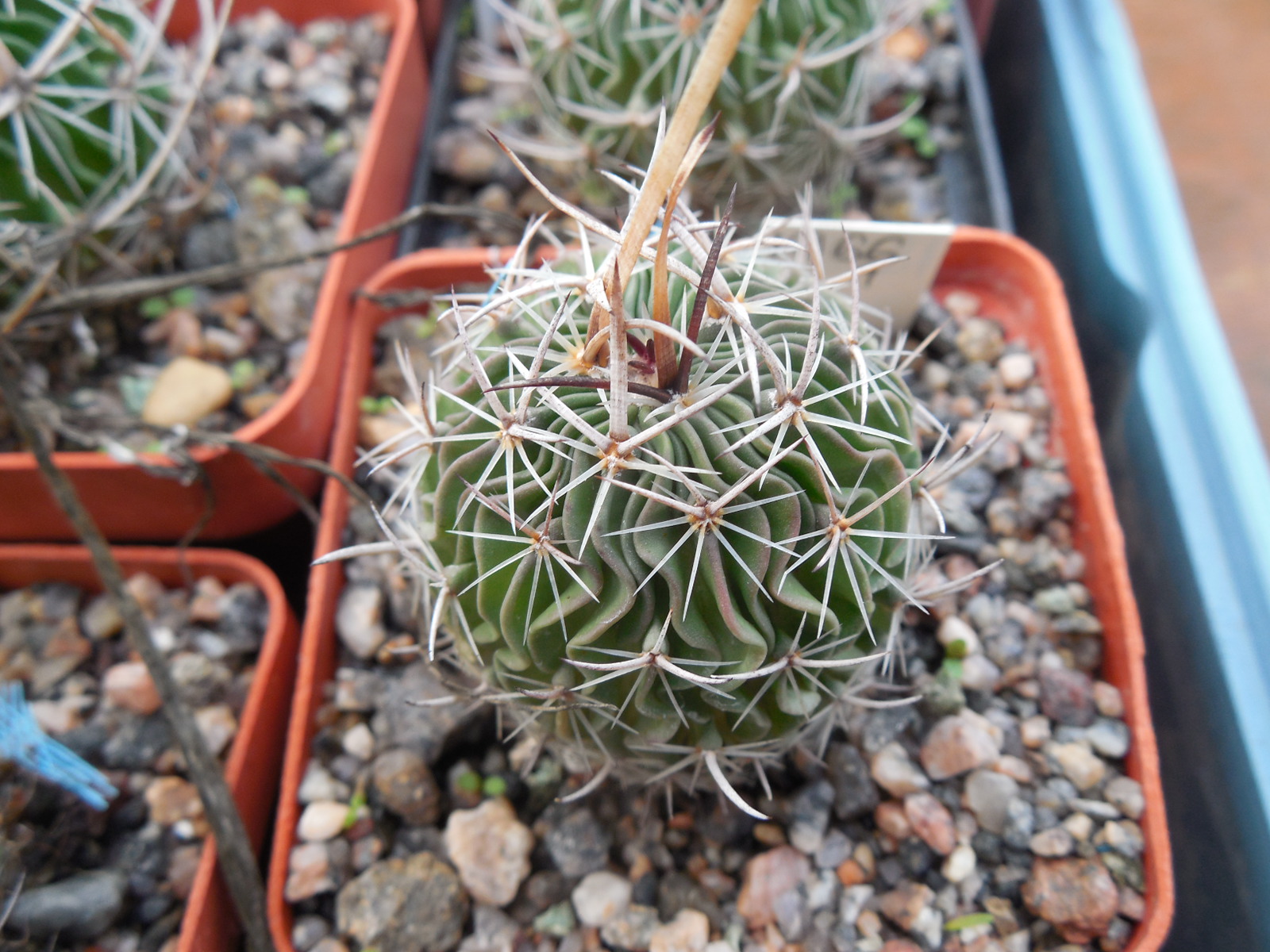 Efc erectocentrus MK 121.391 - Tecolotes, Zacatecas, long.sp. - MG -